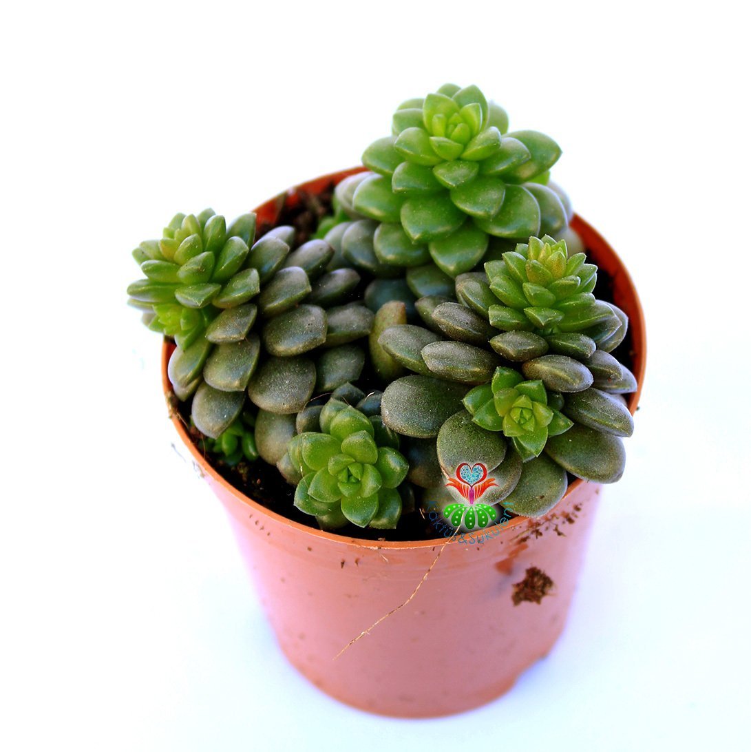 Cremnosedum Little Gem-Güneşte Rengi Koyulaşır Özel Tür- 5,5 cm Saksıda