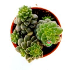 Cremnosedum Little Gem-Güneşte Rengi Koyulaşır Özel Tür- 5,5 cm Saksıda