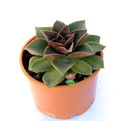Echeveria 'Mexicano'-Büyük Boy Simetrik -Koyu Renk Sert  Yapraklı 15 cm Saksıda
