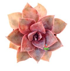 Echeveria 'Pink Champagne' -Koyu Pembe Renk Yapraklı 8,5 cm Saksıda