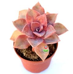 Echeveria 'Pink Champagne' -Koyu Pembe Renk Yapraklı 8,5 cm Saksıda