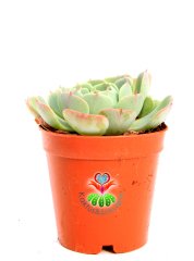 Echeveria 'Green Abalone' -Mavi Renk Tonlarında Yapraklı 5,5 cm Saksıda