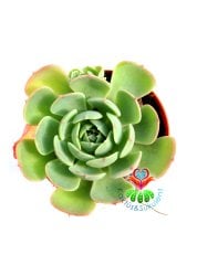 Echeveria 'Green Abalone' -Mavi Renk Tonlarında Yapraklı 5,5 cm Saksıda