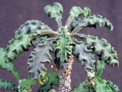 Koleksiyonluk Kaktüs,Euphorbia Decaryi-Çok Çok Nadir Tür-Caudex Form Alır-8,5 cm Saksıda-Sukulent