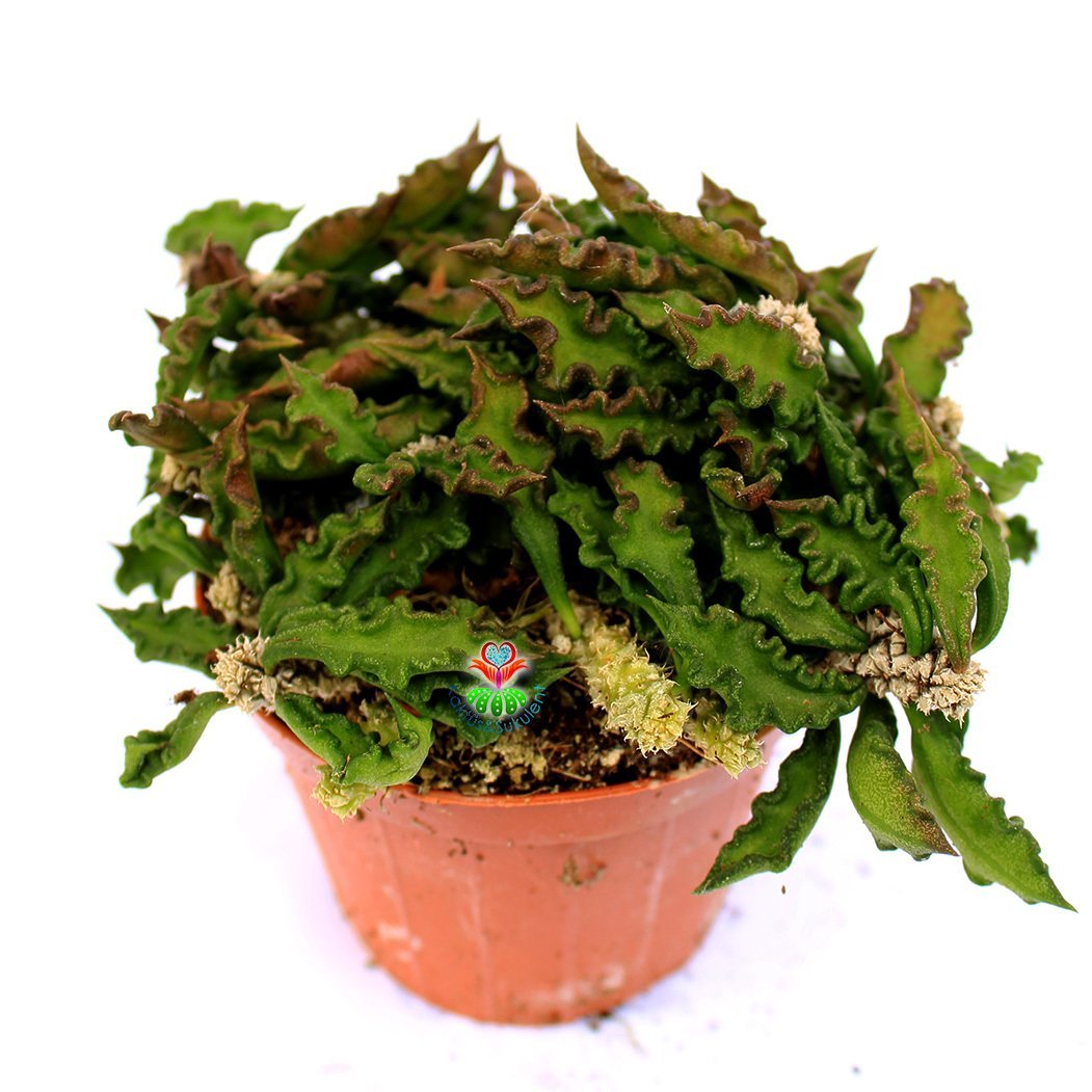 Koleksiyonluk Kaktüs,Euphorbia Decaryi-Çok Çok Nadir Tür-Caudex Form Alır-8,5 cm Saksıda-Sukulent