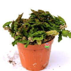 Koleksiyonluk Kaktüs,Euphorbia Decaryi-Çok Çok Nadir Tür-Caudex Form Alır-8,5 cm Saksıda-Sukulent