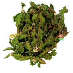 Koleksiyonluk Kaktüs,Euphorbia Decaryi-Çok Çok Nadir Tür-Caudex Form Alır-8,5 cm Saksıda-Sukulent