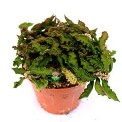 Koleksiyonluk Kaktüs,Euphorbia Decaryi-Çok Çok Nadir Tür-Caudex Form Alır-8,5 cm Saksıda-Sukulent