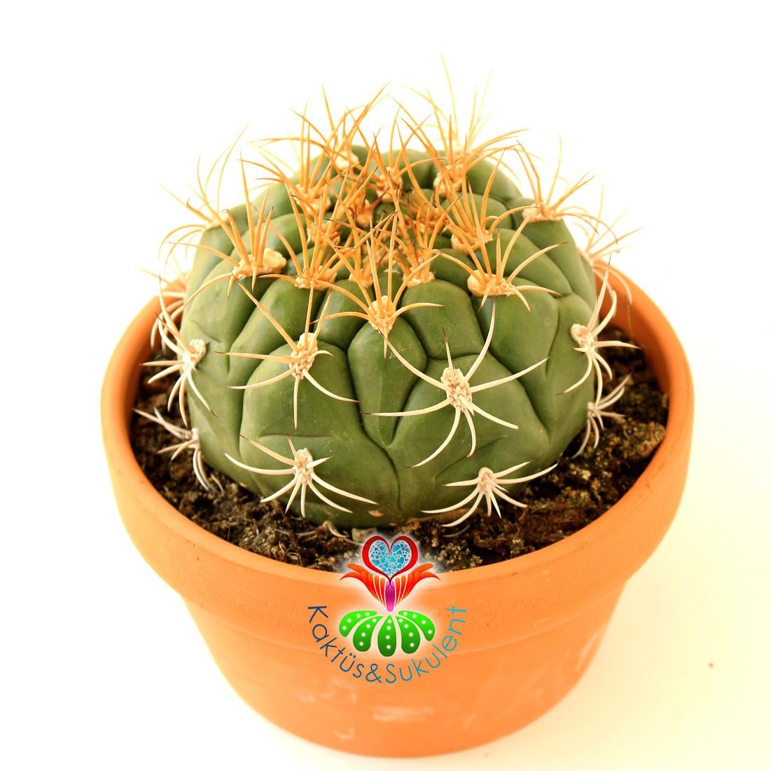 Kaktüs,Gymnocalycium Marquezii-Mükemmel Simetrik Formlu Büyük Boy-15 cm Seramik Saksıda-Sukulent
