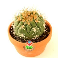 Kaktüs,Gymnocalycium Marquezii-Mükemmel Simetrik Formlu Büyük Boy-15 cm Seramik Saksıda-Sukulent