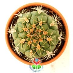 Kaktüs,Gymnocalycium Marquezii-Mükemmel Simetrik Formlu Büyük Boy-15 cm Seramik Saksıda-Sukulent