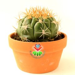 Kaktüs,Gymnocalycium Marquezii-Mükemmel Simetrik Formlu Büyük Boy-15 cm Seramik Saksıda-Sukulent