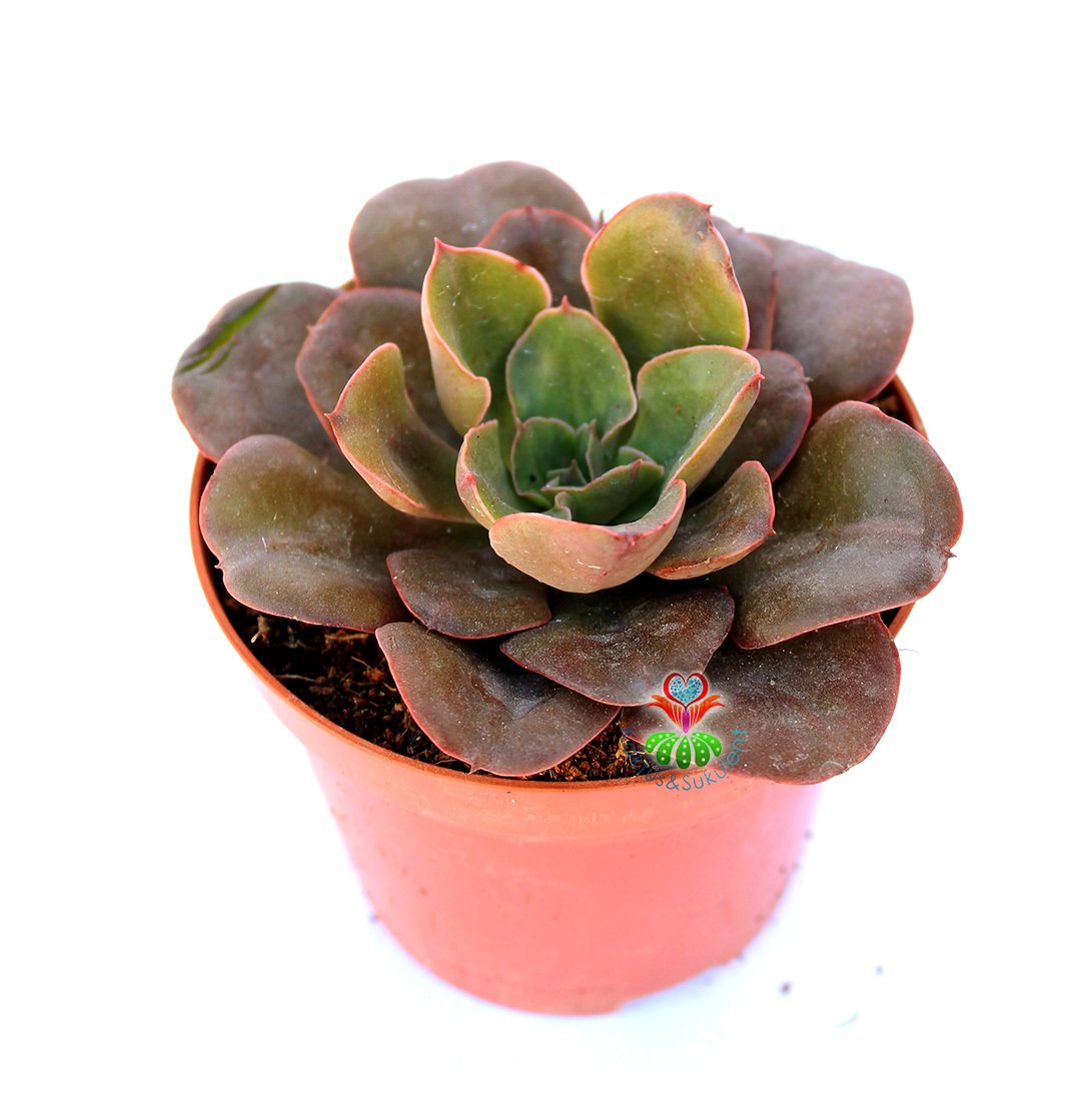 Echeveria Melaco-Kahverengi Renk Yapraklı Özel Tür Sukulent 8,5 cm Saksıda