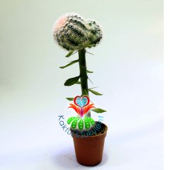 10 Kat Hızlı Büyüyen Kaktüs,Echinocereus Pectinatus-Pereskiopsise Aşılı-Fuşya Renk Çiçek Açar