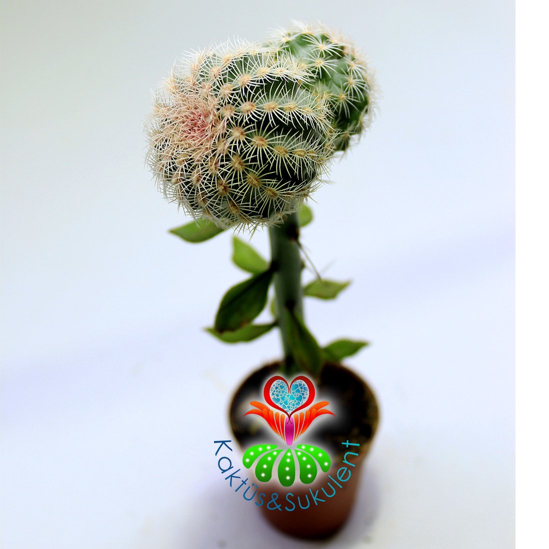 10 Kat Hızlı Büyüyen Kaktüs,Echinocereus Pectinatus-Pereskiopsise Aşılı-Fuşya Renk Çiçek Açar