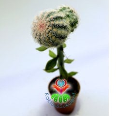 10 Kat Hızlı Büyüyen Kaktüs,Echinocereus Pectinatus-Pereskiopsise Aşılı-Fuşya Renk Çiçek Açar