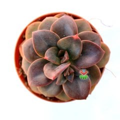Echeveria 'Chroma' -Yapraklarında Farklı Renkler Bulundurur  Özel Tür- 5,5 cm Saksıda
