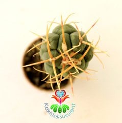 10 Kat Hızlı Büyüyen Kaktüs,Gymnocalycium Pseudoneuhuberi-Pereskiopsise Aşılı-Krem Renk Çiçek Açar