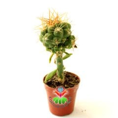 10 Kat Hızlı Büyüyen Kaktüs,Gymnocalycium Pugionacanthum-Pereskiopsise Aşılı-Pembe Renk Çiçek Açar
