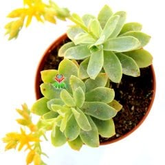 Echeveria Green Prince -Sarı Renk Çiçekli Sukulent- 5,5 cm Saksıda