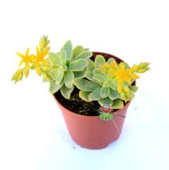 Echeveria Green Prince -Sarı Renk Çiçekli Sukulent- 5,5 cm Saksıda