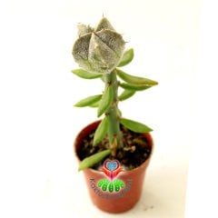 10 Kat Hızlı Büyüyen Kaktüs, Astrophytum Myriostigma-Pereskiopsise Aşılı-Sarı Renk Çiçek Açar