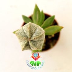 10 Kat Hızlı Büyüyen Kaktüs, Astrophytum Myriostigma-Pereskiopsise Aşılı-Sarı Renk Çiçek Açar