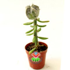 10 Kat Hızlı Büyüyen Kaktüs, Astrophytum Myriostigma-Pereskiopsise Aşılı-Sarı Renk Çiçek Açar
