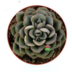 Echeveria Mon Ami -Gri Renk Uçları Kızaran Yapraklı Özel Tür Sukulent 8,5 cm Saksıda