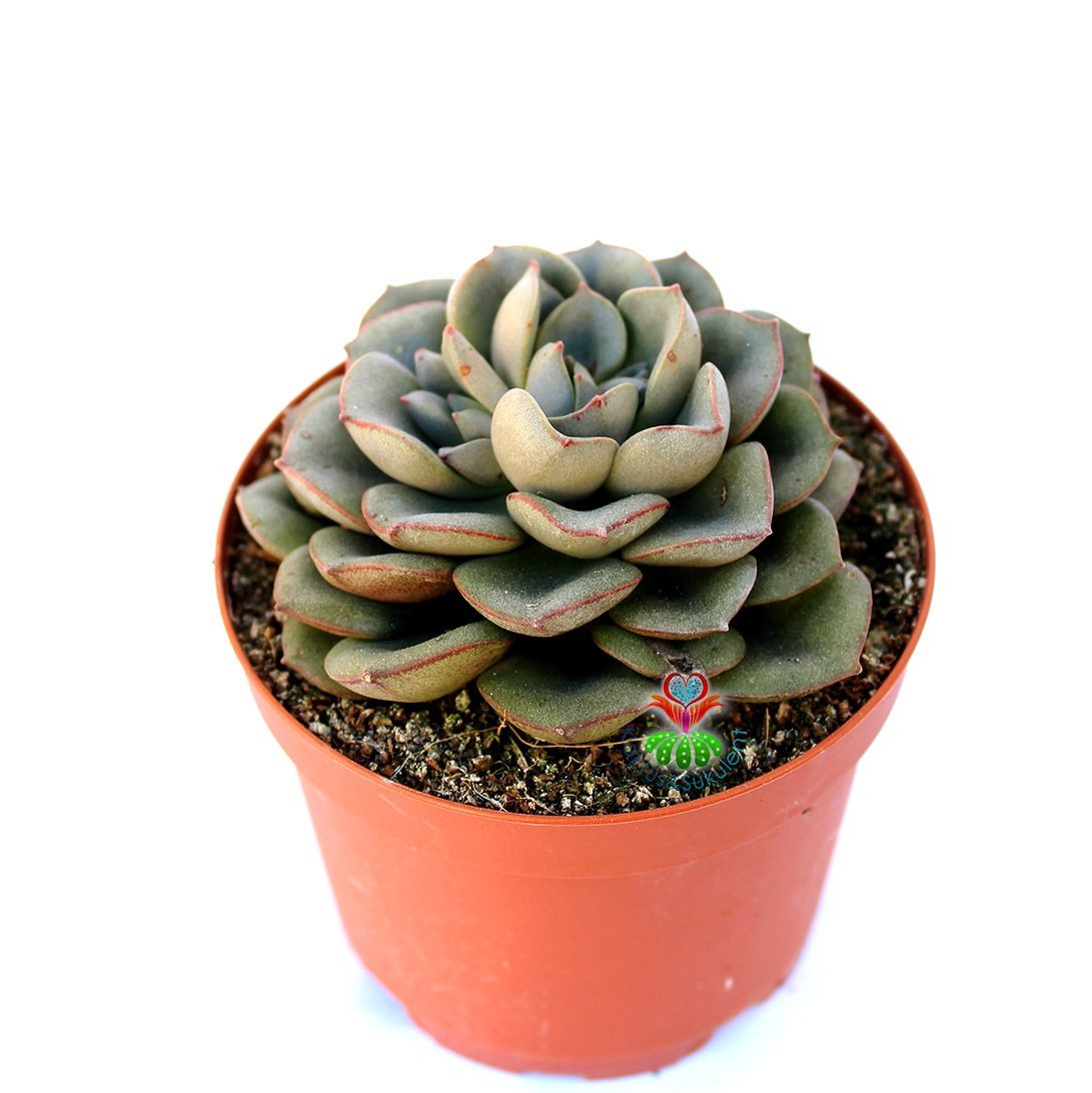 Echeveria Mon Ami -Gri Renk Uçları Kızaran Yapraklı Özel Tür Sukulent 8,5 cm Saksıda