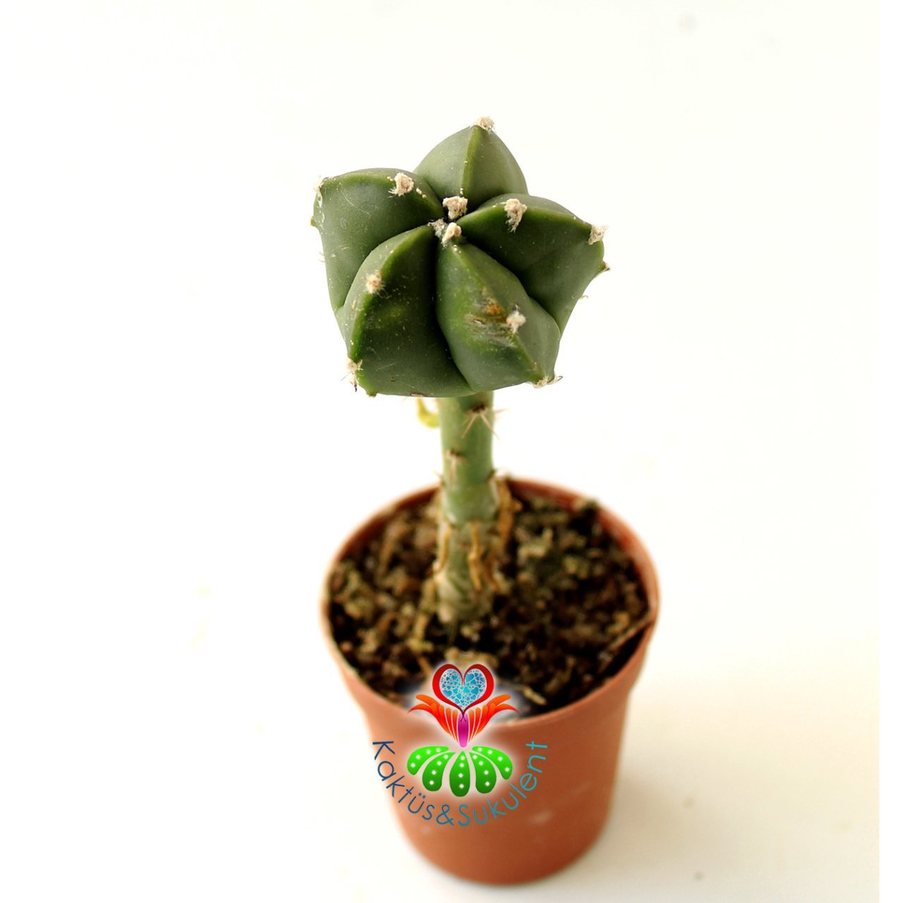 10 Kat Hızlı Büyüyen Kaktüs, Astrophytum Myriostigma Nudum-Pereskiopsise Aşılı-Sarı Renk Çiçek Açar