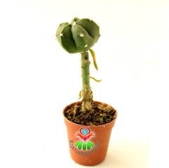 10 Kat Hızlı Büyüyen Kaktüs, Astrophytum Myriostigma Nudum-Pereskiopsise Aşılı-Sarı Renk Çiçek Açar
