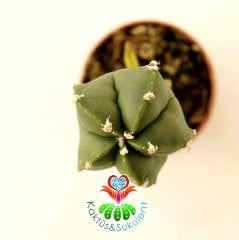 10 Kat Hızlı Büyüyen Kaktüs, Astrophytum Myriostigma Nudum-Pereskiopsise Aşılı-Sarı Renk Çiçek Açar