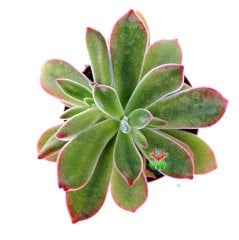 Echeveria Pulvinata 'Ruby Blush' -Kırmızı  Yapraklı Özel Tür Sukulent 8,5 cm Saksıda