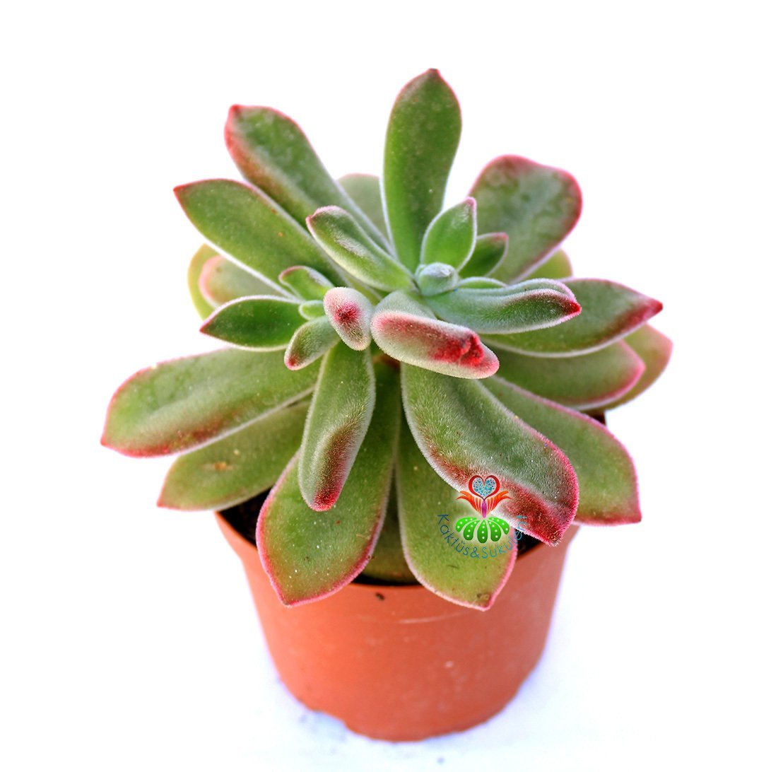 Echeveria Pulvinata 'Ruby Blush' -Kırmızı  Yapraklı Özel Tür Sukulent 8,5 cm Saksıda