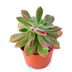 Echeveria Pulvinata 'Ruby Blush' -Kırmızı  Yapraklı Özel Tür Sukulent 8,5 cm Saksıda