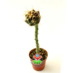 10 Kat Hızlı Büyüyen Kaktüs,Coryphantha Sulcolanata-Pereskiopsise Aşılı-Sarı Renk Çiçek Açar