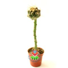 10 Kat Hızlı Büyüyen Kaktüs,Coryphantha Sulcolanata-Pereskiopsise Aşılı-Sarı Renk Çiçek Açar