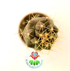 10 Kat Hızlı Büyüyen Kaktüs,Coryphantha Sulcolanata-Pereskiopsise Aşılı-Sarı Renk Çiçek Açar