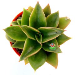 Sukulent, Echeveria 'Mexicano'(Mexicana) 5,5 cm Saksıda-Sert Simetrik Yapraklı