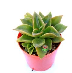 Sukulent, Echeveria 'Mexicano'(Mexicana) 5,5 cm Saksıda-Sert Simetrik Yapraklı
