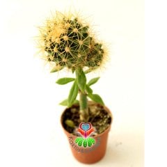 10 Kat Hızlı Büyüyen Kaktüs,Echinocactus Grusonii-Pereskiopsise Aşılı-Altın Varil Kaktüsü