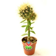 10 Kat Hızlı Büyüyen Kaktüs,Echinocactus Grusonii-Pereskiopsise Aşılı-Altın Varil Kaktüsü