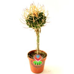 10 Kat Hızlı Büyüyen Kaktüs,Echinofossulocactus kellerianus-Pereskiopsise Aşılı-Mor Beyaz Renk Çiçek