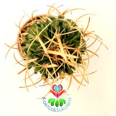 10 Kat Hızlı Büyüyen Kaktüs,Echinofossulocactus kellerianus-Pereskiopsise Aşılı-Mor Beyaz Renk Çiçek