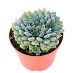 Echeveria Setosa var. Deminuta-Mavi Renk Minik Yapraklı Sukulent 8,5 cm Saksıda