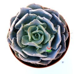 Echeveria Atlantis- Özel Tür Sukulent 10,5 cm Saksıda