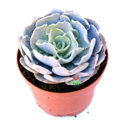 Echeveria Atlantis- Özel Tür Sukulent 10,5 cm Saksıda