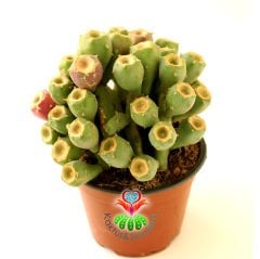 Meyveli Kaktüs, Opuntia Vulgaris-Dikenli Armut Meyvesi Üzerinde 12 cm saksıda-Bir Saksıda Birçok Kök