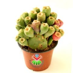 Meyveli Kaktüs, Opuntia Vulgaris-Dikenli Armut Meyvesi Üzerinde 12 cm saksıda-Bir Saksıda Birçok Kök